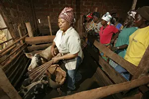 Women feeding pigs in a piggery