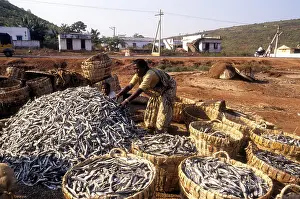 A women in the process of drying fish in Bheemunipatnam near Visakhapatnam