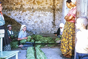 Women processing tobacco leaves in a barn labelled Gocik, Turkey 19741974