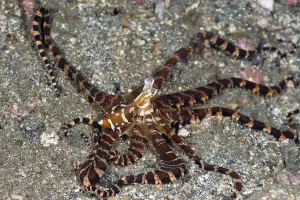 Wonderpus octopus, Wunderpus octopus