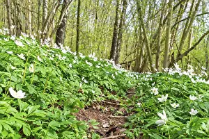 Wood anemon (Anemone nemorosa)