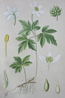 Wood anemone (Anemone nemorosa)