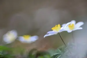 Wood anemone (Anemone nemorosa)