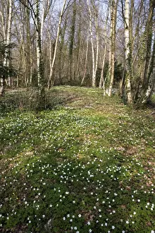 Wood Anemone (anemone nemorosa)