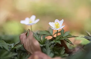 Wood anemone (Anemone nemorosa)