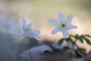 Wood anemone (Anemone nemorosa)