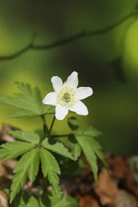 Wood anemone (Anemone nemorosa)