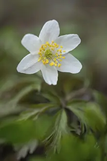 Wood anemone (Anemone nemorosa)