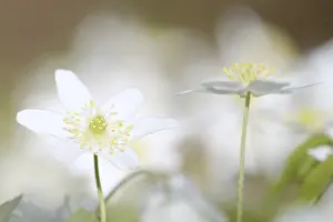 Wood anemone (Anemone nemorosa)