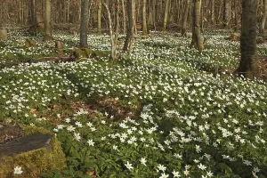 Wood anemone (Anemone nemorosa) Carpet of flowers in deciduous forest