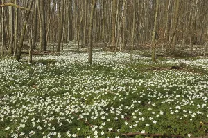 Wood anemone (Anemone nemorosa) Carpet of flowers in deciduous forest
