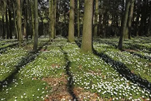 Wood anemone (Anemone nemorosa) in deciduous forest