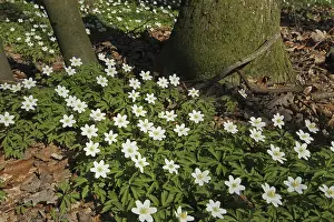 Wood anemone (Anemone nemorosa) in deciduous forest