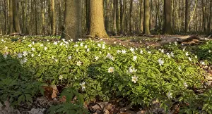 Wood anemone (Anemone nemorosa) on forest floor