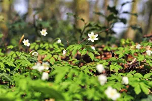 Wood anemone (Anemone nemorosa) on the forest floor
