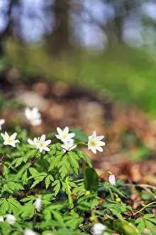 Wood anemone (Anemone nemorosa) on the forest floor