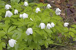 Wood anemone (anemone nemorosa) in the rain