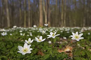 Wood anemone (Anemone nemorosa), Ranunculaceae