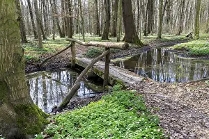 Wood anemone (Anemonoides nemorosa) in bloom in the Laskaer Auenwald