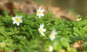 Wood anemone (Anemonoides nemorosa) (syn)