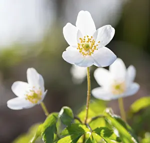 Wood anemone (Anemonoides nemorosa) (Syn)