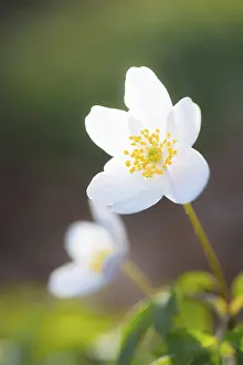 Wood anemone (Anemonoides nemorosa) (Syn)