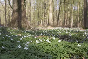 Wood anemone in deciduous forest (Anemone nemorosa)