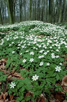Wood Anemones (Anemone nemorosa) in deciduous forest