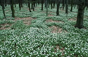 Wood Anemones (Anemone nemorosa) in deciduous forest