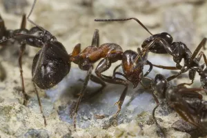 Wood Ant (Formica lemani) adult workers