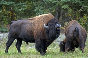 Wood bison (Bos bison athabascae) Bull in flehmen
