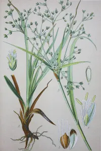 Wood Club-rush (Scirpus sylvaticus)