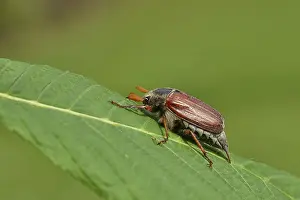 Wood cockchafer (Melolontha hippocastani)