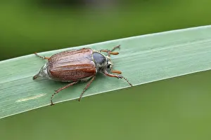 Wood cockchafer (Melolontha hippocastani)