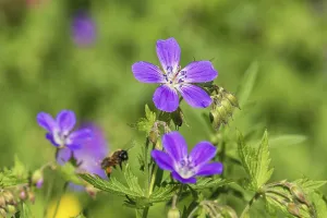 Wood cranesbill (Geranium sylvaticum) in bloom with a flying bee on meadow a sunny summer day