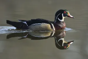 Wood Duck (Aix sponsa), escaped animal