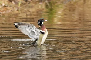 Wood duck (Aix sponsa), male flapping wings on a lake