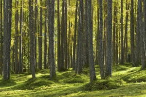 Wood of European larches (Larix decidua) in autumn