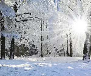 Wood fairy tale. Christmas sunny morning in a pine forest