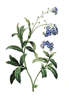 Wood forget-me-not (Myosotis sylvatica)