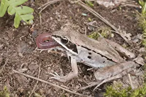Wood frog (Rana sylvatica), eating common earthworm