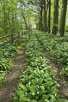 Wood garlic in bloom on Greifswalder Oie island
