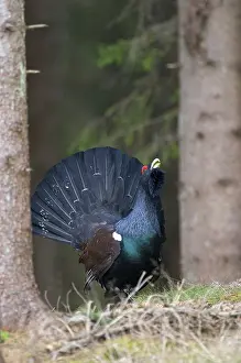 Wood Grouse (Tetrao urogallus) performing courtship display