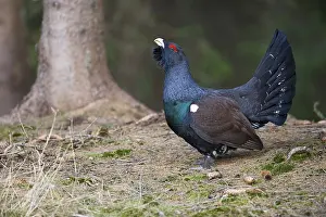 Wood Grouse (Tetrao urogallus) performing courtship display