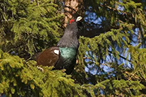 Wood Grouse (Tetrao urogallus) performing courtship display on a tree