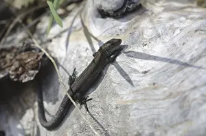 Wood lizard (Lacerta vivipara)
