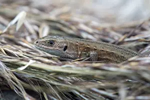 Wood lizard, Zootoca vivipara