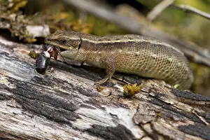 Wood lizard (Zootoca vivipara)