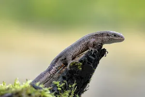 Wood lizard (Zootoca vivipara)