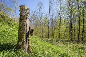 Wood log in a forest scenery in the spring